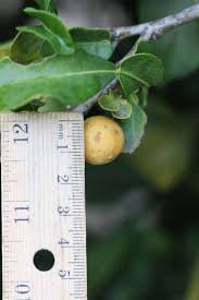 Image result for Citropsis