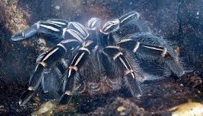 The Skeleton Tarantula Ephebopus Murinus Is A Species Of Spider Belonging To The Family Theraphosidae Sub Family Avicul Ephebopus Murinus Tarantula Species