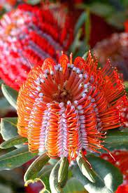 Pin On Flowers