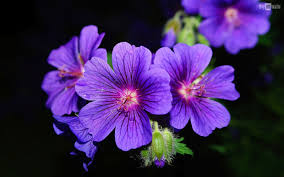 When you are born in the month of february, this is represented by the flower called iris. February Birth Flower Images Top Collection Of Different Types Of Flowers In The Images Hd