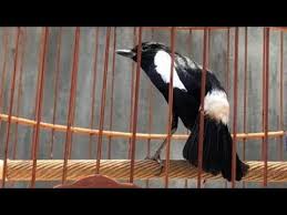 Suaradecu,#kacermini,#decu_gacor, video suara burung decu,sangat ampuh untuk memancing burung berikut video terapi/pancingan untuk burung decu wulung atau biasa disebut kacer mini. Burung Decu Gacor Ngobra Suara Garang Ekor Goyang Youtube