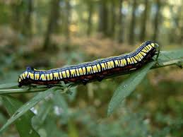 As the stripy caterpillar matures, a pair of horns grow at either end of its body. Striped Caterpillars An Identification Guide With Photos Owlcation