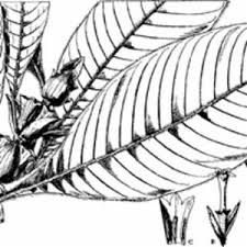 Image result for Stipularia africana