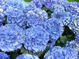 These are categorized in mophead (big puffy balls), lacecap (similar to mophead but with tiny buds in the center) and mountain (similar to lacecap, but extremely cold hardy with smaller blooms). Hydrangea Macrophylla Wikipedia