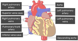 Veins (in blue) are the blood vessels that return blood to the heart. Major Blood Vessels Of The Heart