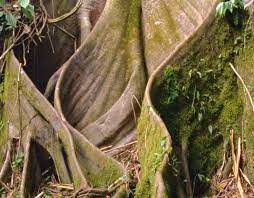 What kind of trees are in the rainforest. 5 Rainforest Trees We Love And You Will Too Rainforest Alliance