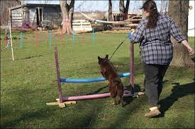 Homemade Dog Agility Course Dog Agility Course Training Your Dog Dog Agility