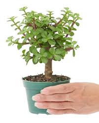 Image result for Crassula schimperi