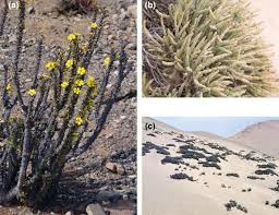 Image result for Plinthus karooicus