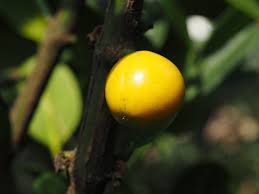 Image result for Garcinia acutifolia