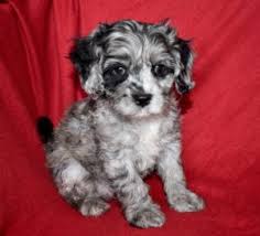 How to find a cavapoo rescue available for adoption? Cavapoo Cavoodle Puppies For Sale In Il Dreamcatcher Hill Puppies