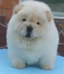 Account Suspended Chow Chow Puppy Cute Dogs Cute Dogs Breeds