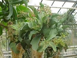 Image result for Cyphostemma barbosae