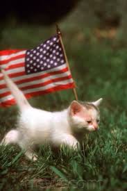 Pin By Gail On American Usa Flag Decor Patriotic Pets Pet Holiday Cute Cats
