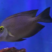 Image result for Oxyanthus strigosus