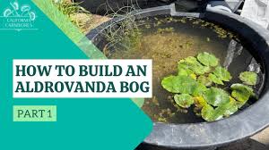 Image result for Aldrovanda