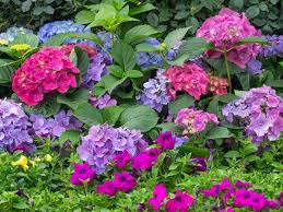 Browse flower names that start with letter a. 12 Heavenly Flowers That Start With H