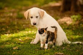 Playful puppy pit bull and a kitten scottish straight. Kittens And Puppies Wallpapers Group 74