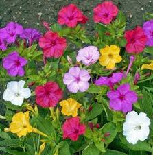 Image result for Mirabilis jalapa