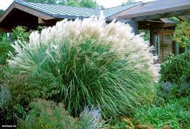 Maiden Grass Miscanthus Sinensis Sarabande Hgtv Gardens Maiden Grass Ornamental Grasses Planting Flowers