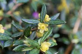 Image result for Berberis verruculosa