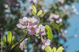 Image result for Tabebuia heterophylla