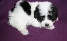We have now had couple of our havanese become top 20 dogs and achieve some big wins. Havanese Puppies For Sale Tampa Fl 79308 Petzlover