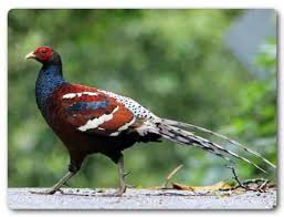 Wales' national animal, the red dragon, has graced the country's flag in various forms for mauritius: Symbols Of Indian States Study Score