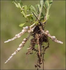 Image result for Polygala macrostigma