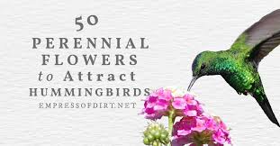 Finally, planting flowers to attract hummingbirds can be as simple as creating a garden space in your yard. 50 Perennial Flowers To Attract Hummingbirds Empress Of Dirt