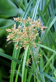 Image result for Cyperus articulatus