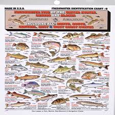 Fishermans Freshwater Fish Chart 8 Buy Online In Uae