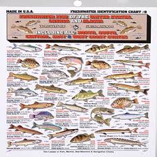 fishermans freshwater fish chart 8 buy online in uae