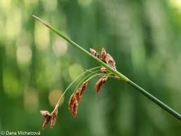 Image result for Schoenoplectus erectus