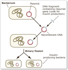 Thus mouse provides an excellent model for studying cancer. Transgenic Organisms How Are Transgenic Organisms Created