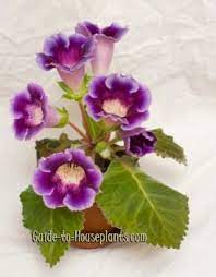 Gloxinia Sinningia Speciosa Flowering House Plants Flowering House Plants Plants House Plants