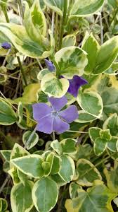 Videos you watch may be added to the tv's watch history and influence tv recommendations. 30 03 2020 Pervinca Vinca Major Piante Fiori Pervinca