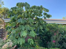 Image result for Firmiana