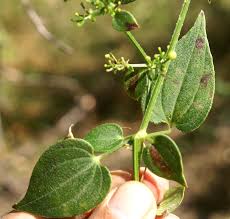Image result for Rubia cordifolia