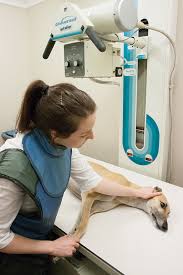 Maybe you would like to learn more about one of these? X Rays Ascot Veterinary Surgery Excellent Diagnostics
