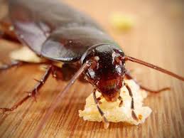 Quit complaining about living with insects and do something about it. How To Get Rid Of Cockroaches