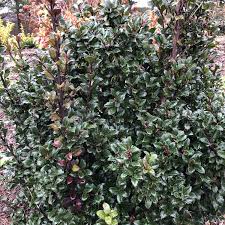 Castle Keep Ilex | Wholesale Liners | - Spring Meadow Nursery