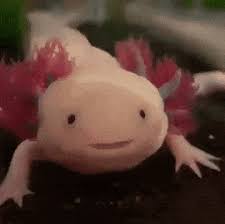 Lucy (pink) wild (brown) gold. 35 Trends For Cute Smiling Gif Axolotl Lee Dii
