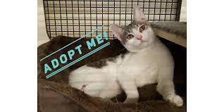 We refuse to euthanize cats or kittens simply because they are unwanted. Cozy Cat Cottage Cozycatcottage Twitter