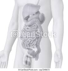 There are no comments for male muscle anatomy of the abdominal. Male Abdomen Anatomy Illustration On White Angle View Canstock