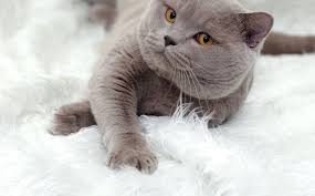 Prized for their soft, plush coats. Get A British Shorthair Cat Pet Insurance Quote Tesco Bank