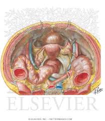 The pelvic region is the area between the trunk — or main body — and the lower extremities, or legs. Pelvic Contents Female