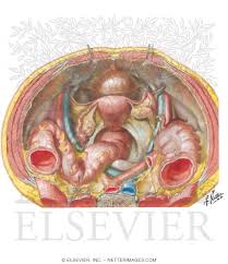 Anatomy of the human body for artists course. Pelvic Contents Female