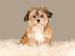Although your german shepherd may continue to be hyper after two years, it will never be to the same extent of them in their adolescent age. When Do Havanese Puppies Calm Down All You Need To Know