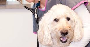 Pet oncologist honoured for work